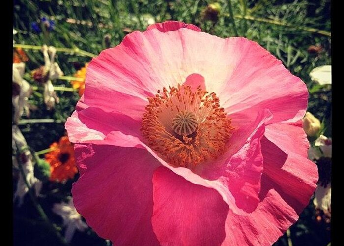  Greeting Card featuring the photograph Pink Poppy 2 by Gracie Noodlestein