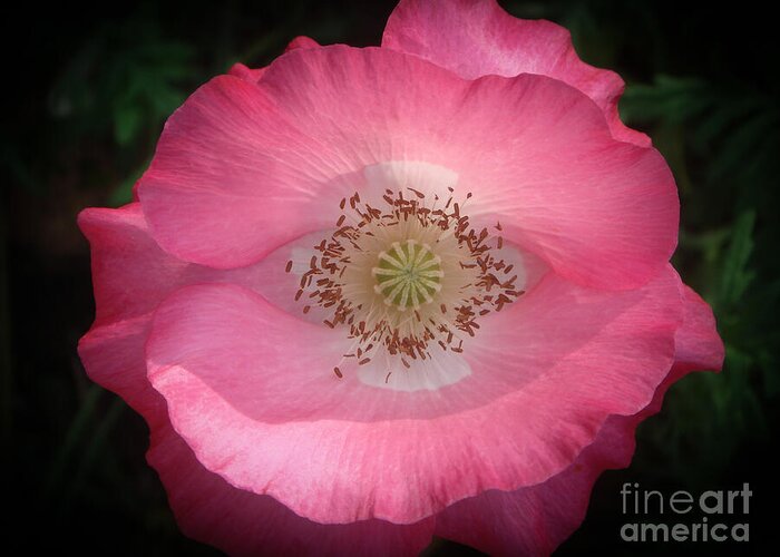 Pink Poppy Greeting Card featuring the photograph Pink Poppy Detail by Yvonne Johnstone