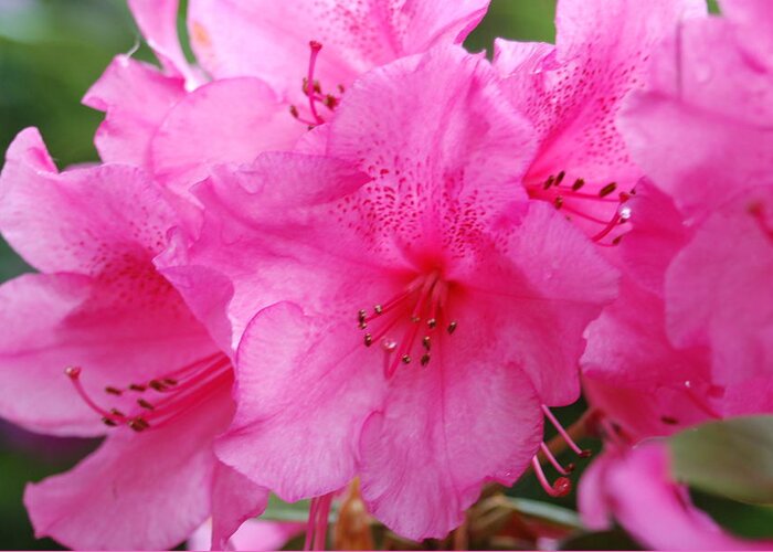 Pink Greeting Card featuring the photograph Pink Rhody by Michael Merry