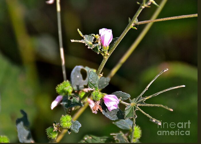 Flowers Greeting Card featuring the photograph Pink Swamp Flowers by Carol Bradley