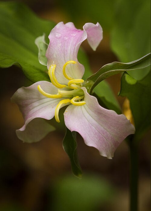 Pink Flower Greeting Card featuring the photograph Pink Trillium by Carrie Cranwill