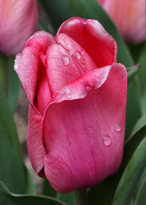 Pink Tulip Greeting Card featuring the photograph Pink Tulip In The Rain by Tracie Schiebel