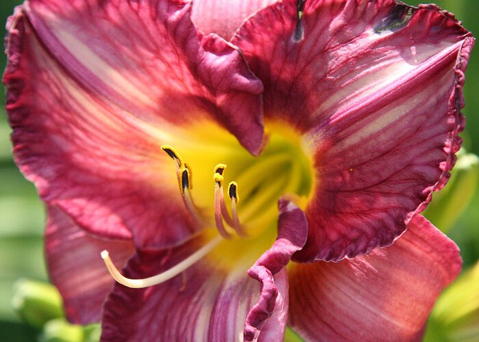 Floral Greeting Card featuring the photograph Pink Yellow Lily by Donna Corless