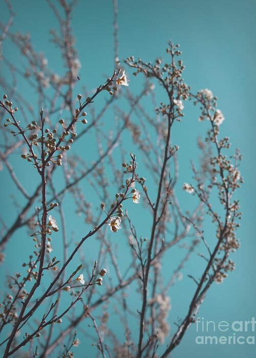 Plum Tree Greeting Card featuring the photograph Plum blossoms by Cindy Garber Iverson