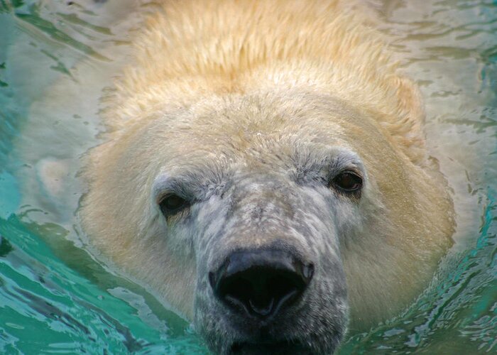 Zoo Greeting Card featuring the photograph Polar Bear Swim by David Rucker
