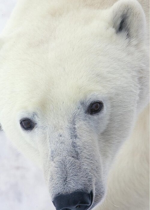 Mp Greeting Card featuring the photograph Polar Bear Ursus Maritimus Close-up by Matthias Breiter