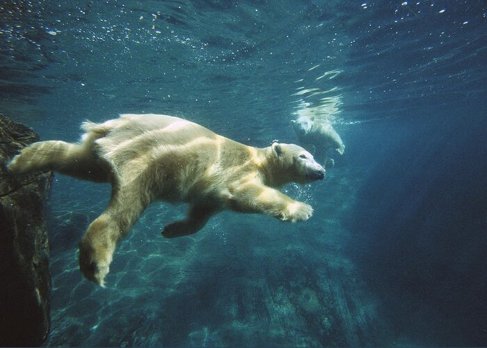 Bear Greeting Card featuring the photograph Polar Bear Ursus Maritimus Pair by San Diego Zoo