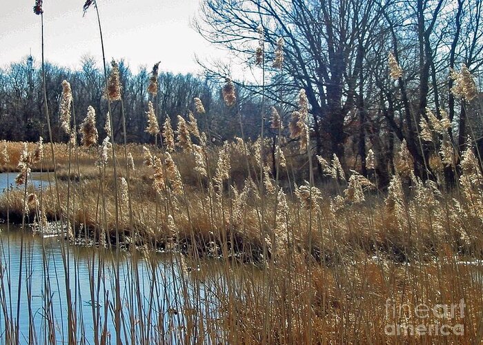 Landscape Greeting Card featuring the photograph Pond and Grasses by Louise Peardon