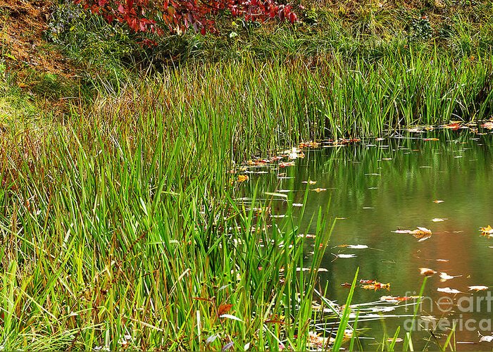 Reflections Greeting Card featuring the photograph Pond Reflections by Thomas R Fletcher