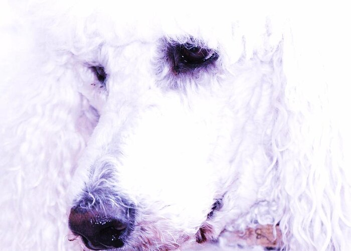 Dog Framed Prints Greeting Card featuring the photograph Poodle Face by Lisa DiFruscio