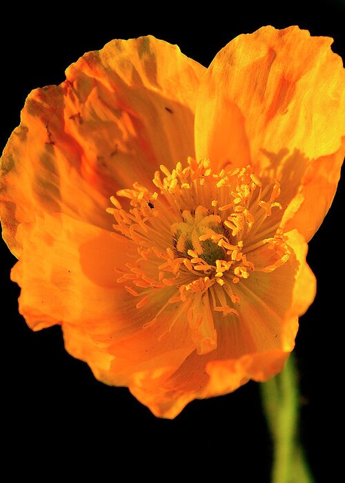Flower Greeting Card featuring the photograph Poppy by Bill Dodsworth