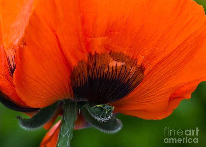 Poppy Greeting Card featuring the photograph Poppy Close-up by Lutz Baar