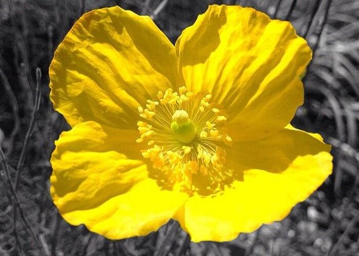 Yellowflower Greeting Card featuring the photograph Poppy #flower #flowersofinstagram by Anita Callister Jones