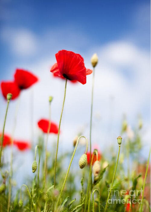 Poppy Greeting Card featuring the photograph Poppy Flowers 06 by Nailia Schwarz