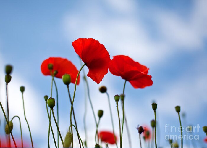 Poppy Greeting Card featuring the photograph Poppy Flowers 08 by Nailia Schwarz