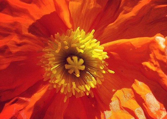 poppy #orange #flower #spring Greeting Card by Jonelle Dansie