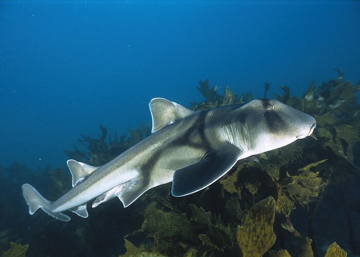 00700444 Greeting Card featuring the photograph Port Jackson Shark by Mike Parry
