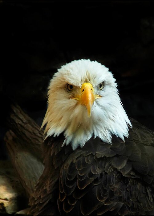 Eagle -portrait- Bird - Americas Bird Greeting Card featuring the photograph Portrait American Bald Eagle by Randall Branham