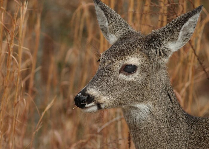 Odocoileus Virginanus Greeting Card featuring the photograph Portrait Of Browsing Deer by Daniel Reed