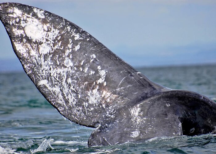 Gray Whale Greeting Card featuring the photograph Powerful Fluke by Don Schwartz