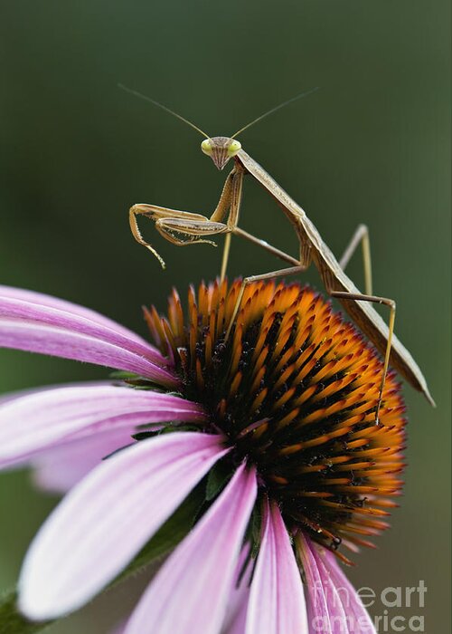 Praying Greeting Card featuring the photograph Praying Mantis and Coneflower - D008024 by Daniel Dempster