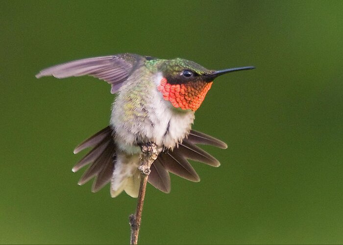 Bird. Hummingbird Greeting Card featuring the photograph Prepare to Launch by Steve Stuller