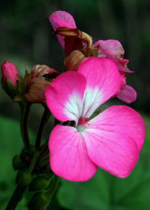 Geranium Greeting Card featuring the photograph Pretty in Pink2 by Karen Harrison Brown