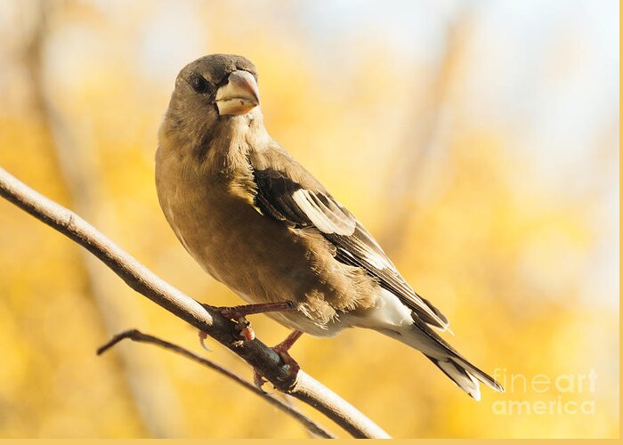 Grosbeak Greeting Card featuring the photograph Pretty in Yellow by Cheryl Baxter