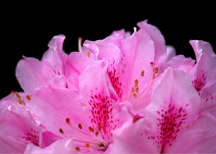 Rhododendron Blossoms Greeting Card featuring the photograph Pretty Pink Rhododendron Blossoms by Tracie Schiebel