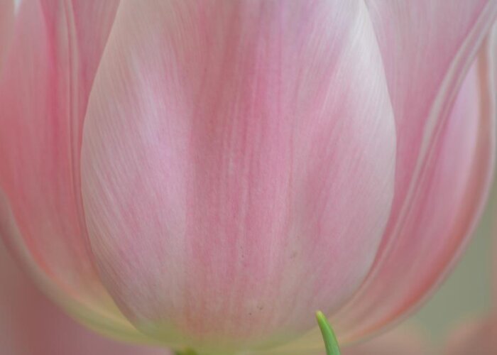 Pink Greeting Card featuring the photograph Pretty Pink Tulip Flower by P S