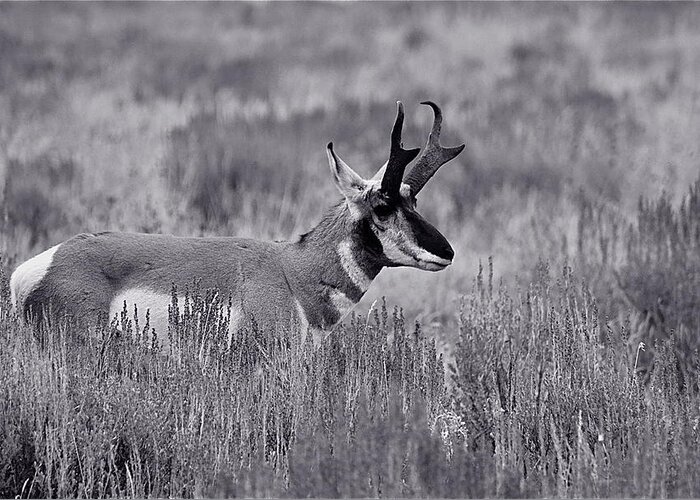 Pronghorn Greeting Card featuring the photograph Pronghorn by Eric Tressler
