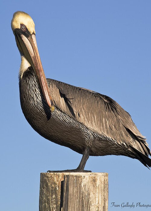 Florida Greeting Card featuring the photograph Proud Pelican by Fran Gallogly