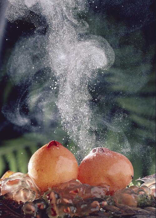 00511067 Greeting Card featuring the photograph Puffballs Releasing Spores by Michael and Patricia Fogden