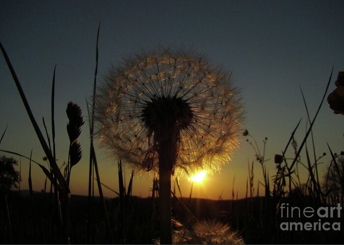 Photograph Greeting Card featuring the photograph Puff's Flower on Sunset by Bruno Santoro