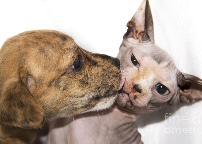 Sphynx Greeting Card featuring the photograph Puppy Kissing Alien Cat by Jeannette Hunt