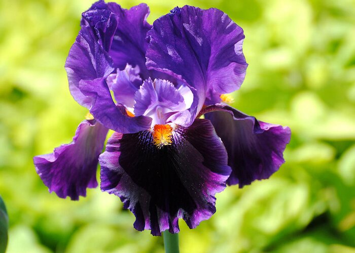 Flower Greeting Card featuring the photograph Purple and Orange Iris by Jai Johnson