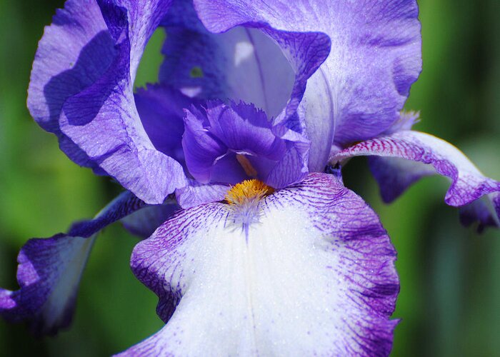 Beautiful Iris Greeting Card featuring the photograph Purple and White Iris Flower by Jai Johnson