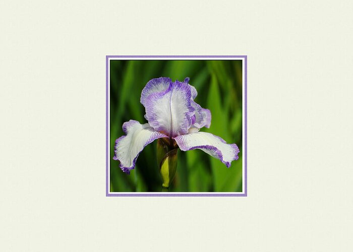 beautiful Iris Greeting Card featuring the photograph Purple and White Iris Photo Square by Jai Johnson