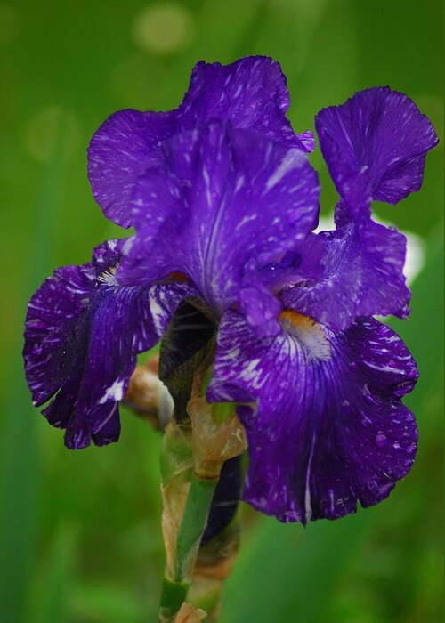 Iris Greeting Card featuring the photograph Purple and White Iris by Wanda Jesfield
