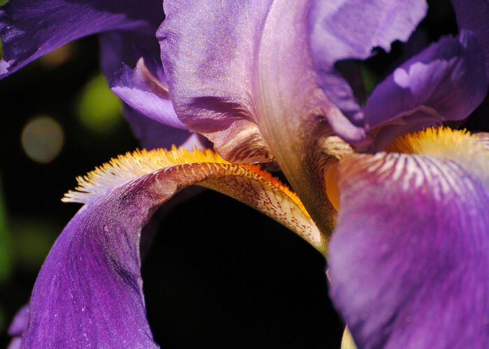 Beautiful Iris Greeting Card featuring the photograph Purple and Yellow Iris Close Up by Jai Johnson