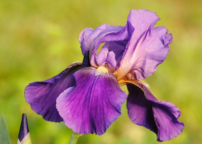 Beautiful Iris Greeting Card featuring the photograph Purple and Yellow Iris by Jai Johnson