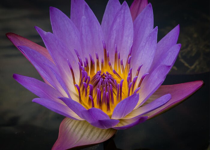 Close Up Greeting Card featuring the photograph Purple Water Lily by Sean Wray