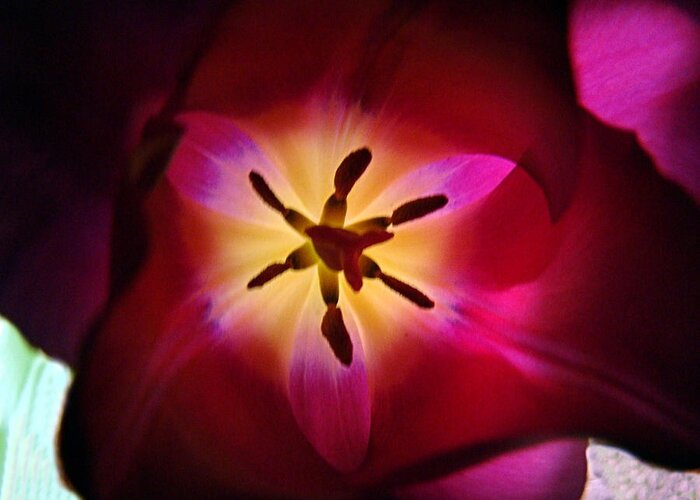 Tulip Greeting Card featuring the photograph Purple Hues by Nick Kloepping