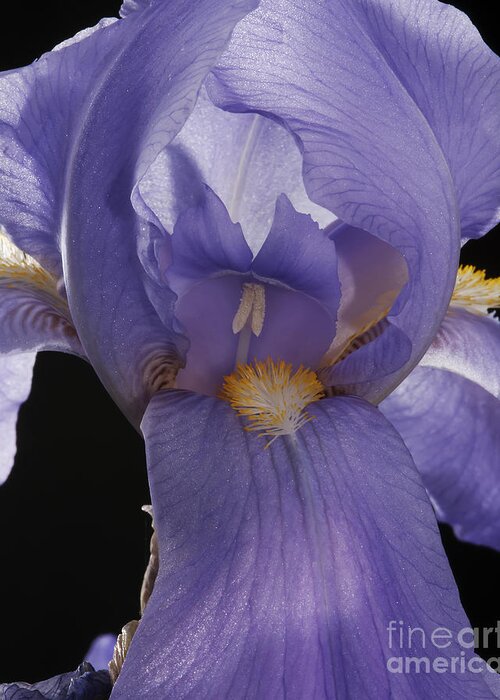 Iris Greeting Card featuring the photograph Purple Iris by Art Whitton