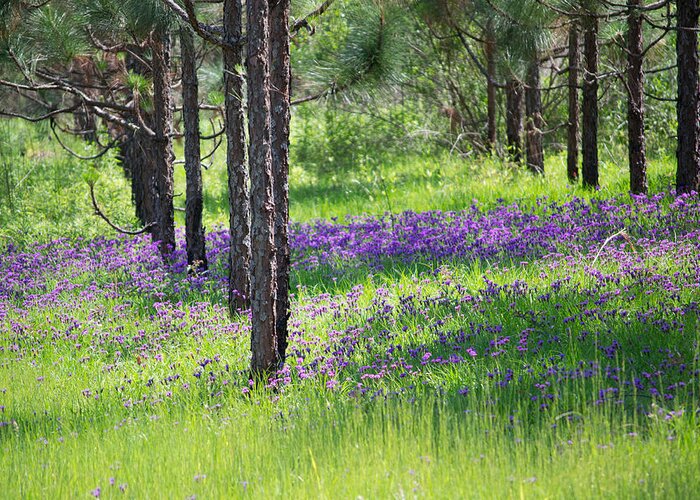 Landscape Greeting Card featuring the photograph Purple Meadow by Michael Cole