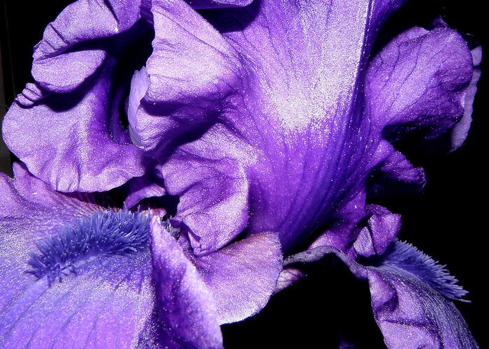 Iris Greeting Card featuring the photograph Purple Passion by Kim Galluzzo
