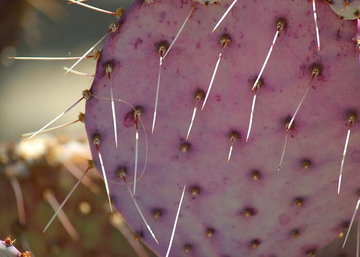 Prickly Pear Greeting Card featuring the photograph Purple Prickly Pear by Leigh Meredith
