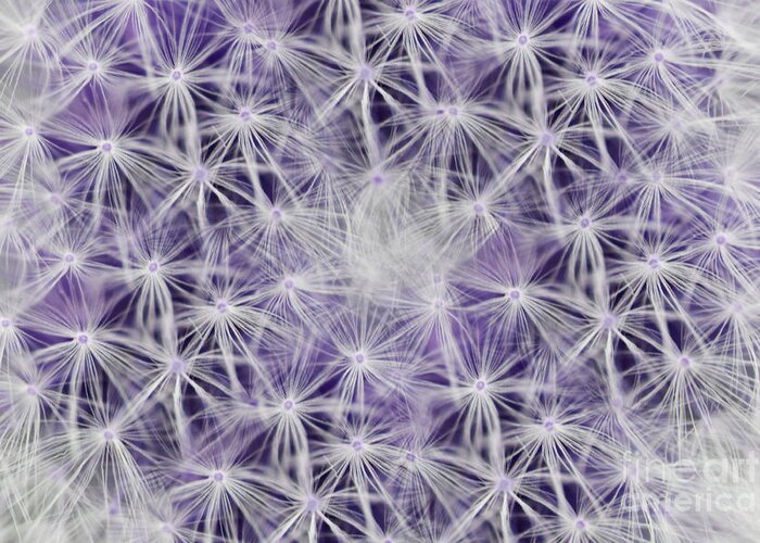 Dandelion Greeting Card featuring the photograph Purple Wishes by Traci Cottingham