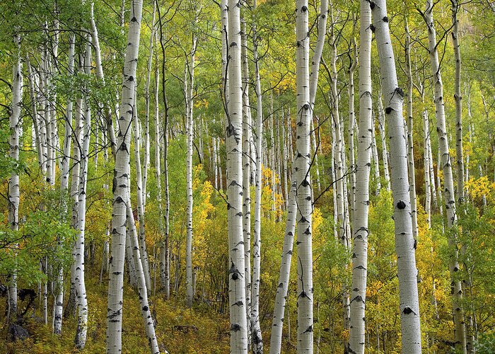 00175145 Greeting Card featuring the photograph Quaking Aspen Trees In Fall Colorado by Tim Fitzharris