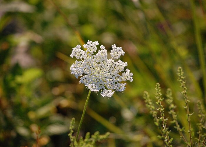 Queen Anne's Lace Greeting Card featuring the photograph Queen Anne's Lace II by Mary McAvoy